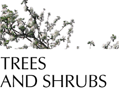 Trees and Shrubs