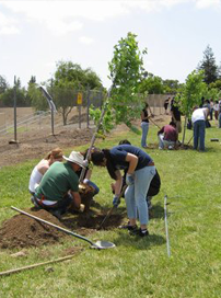 Tree Planting