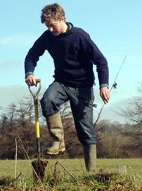 Tree Shovel