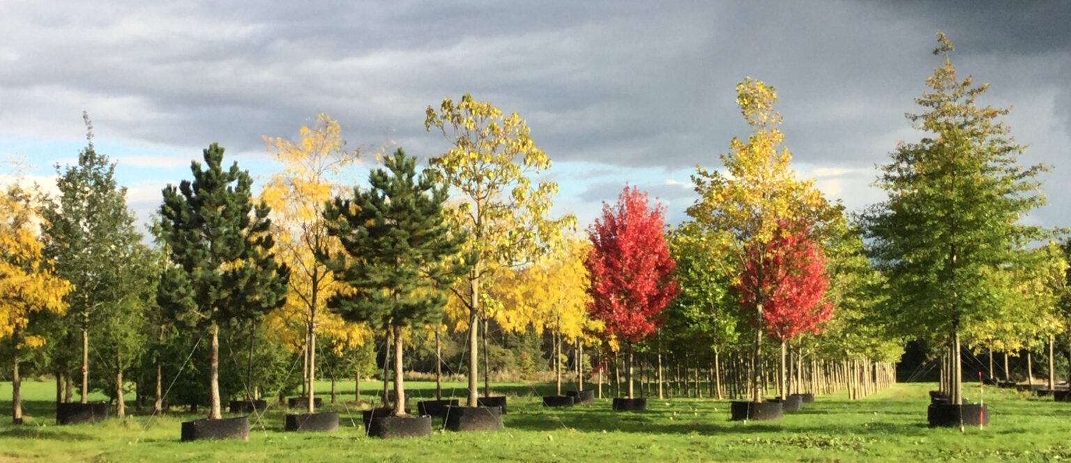 Speciman Tree Home - Specimen Trees