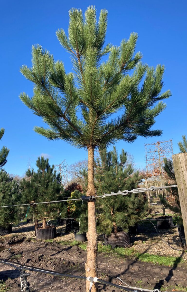 Speciman Tree Contact - Specimen Trees