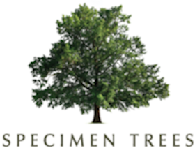 Specimen Trees